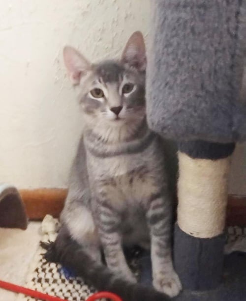 BOO-BERRY CEREAL - Domestic Short Hair available for adoption