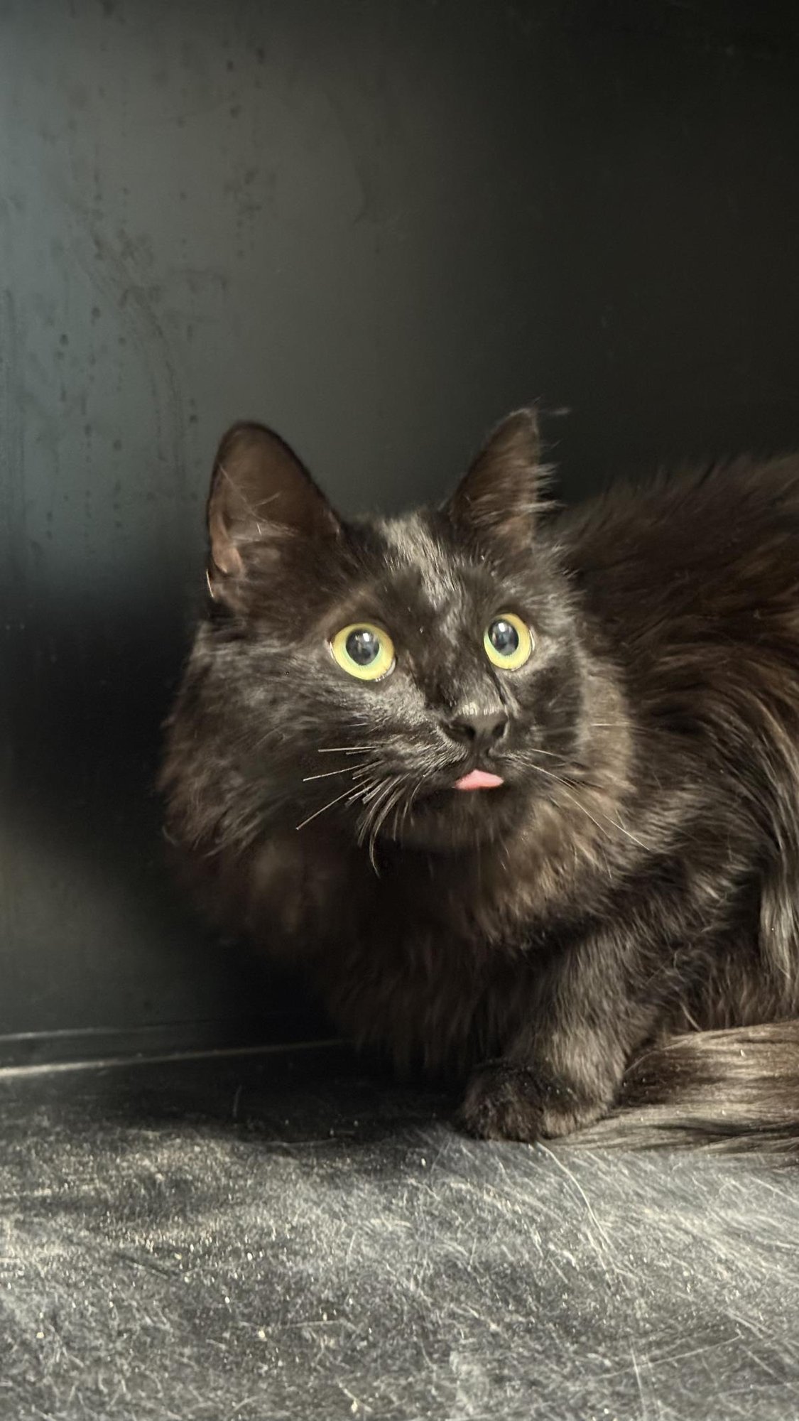 SID THE KID - Domestic Medium Hair available for adoption