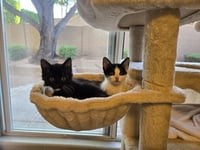Pouncer Nightlight - Photo 3