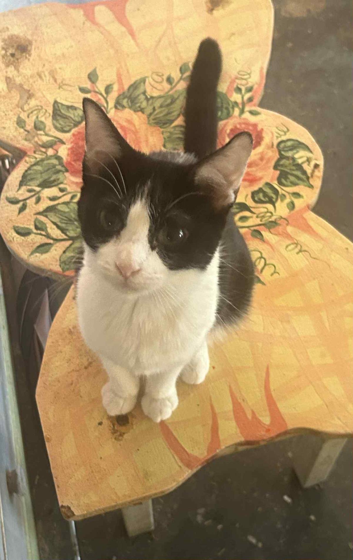 RAIN ANNALISA - Domestic Short Hair / Tuxedo available for adoption