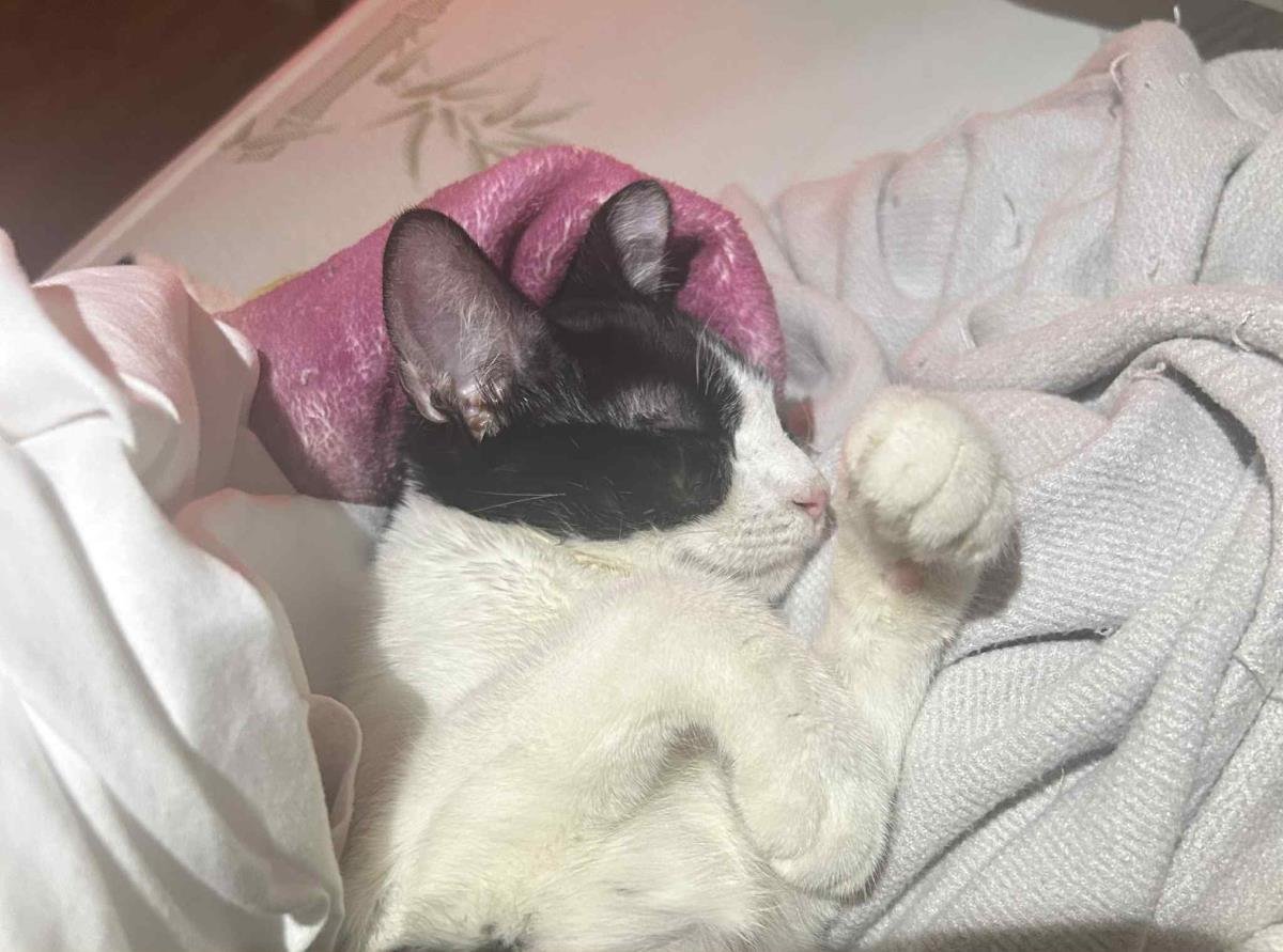 RAIN ANNALISA - Domestic Short Hair / Tuxedo available for adoption