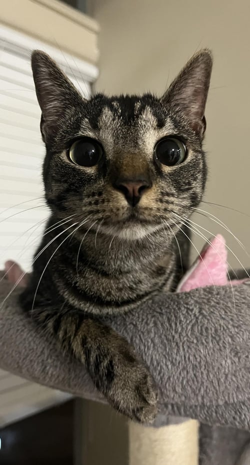 MARTHA SOLSTICE - Domestic Short Hair / Tabby available for adoption