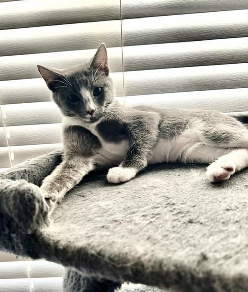MOUSE SUMMERVILLE - Domestic Short Hair / Tuxedo available for adoption