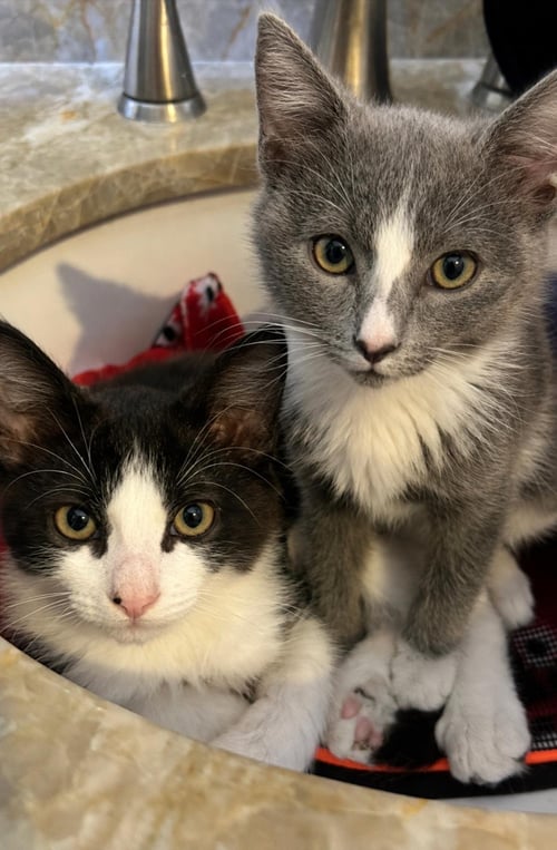 MOUSE SUMMERVILLE BONDED WITH OREO-COOKIE - Domestic Short Hair / Tuxedo available for adoption
