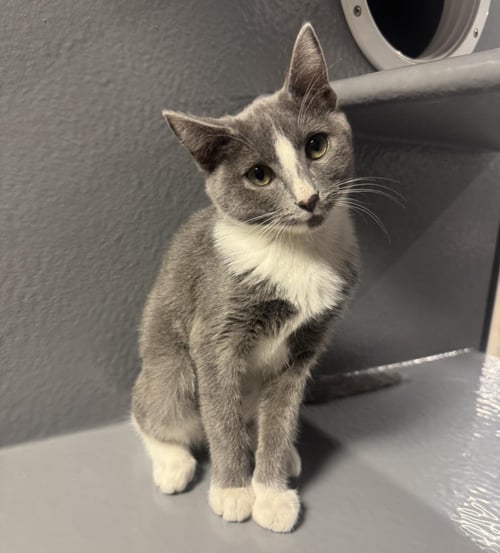 MOUSE SUMMERVILLE BONDED WITH OREO-COOKIE - Domestic Short Hair / Tuxedo available for adoption