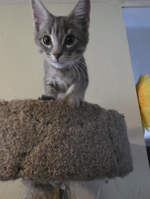 JASPER SOUTHERN - Domestic Short Hair available for adoption