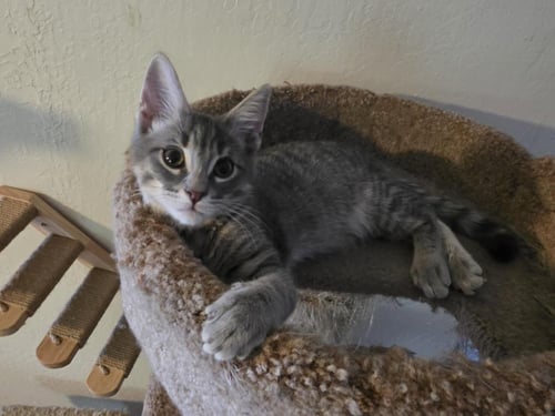 JASPER SOUTHERN - Domestic Short Hair available for adoption