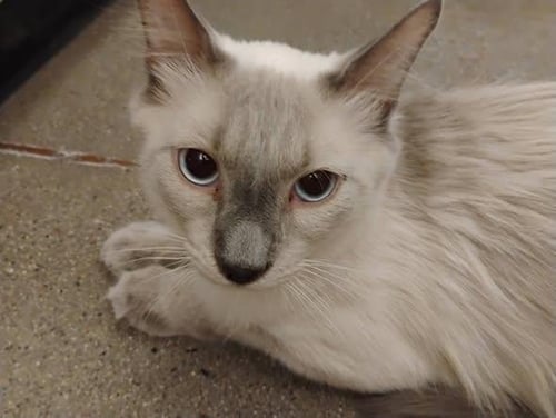 MAXIMUS LION HEART - Domestic Long Hair / Siamese available for adoption
