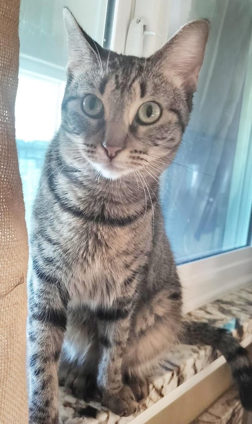 DENISE DEMENACE - Domestic Short Hair available for adoption