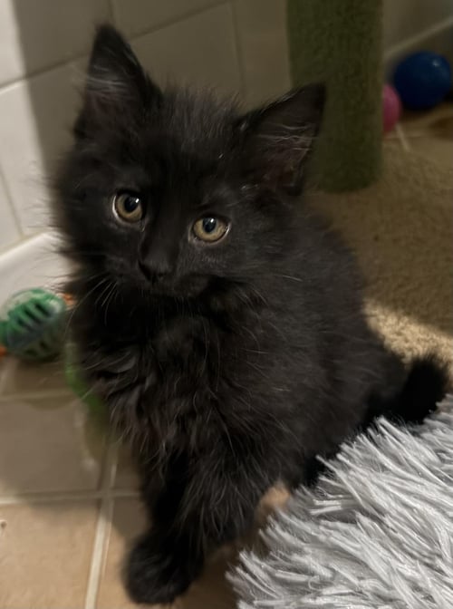 A C BAYSIDE - Domestic Medium Hair available for adoption
