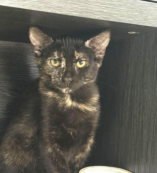 NINA TORTELLINA - Domestic Short Hair available for adoption