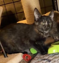Nina Tortellina - Photo 4