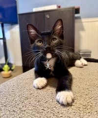 Zuko Avatar - Photo 1