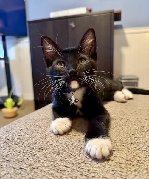 ZUKO AVATAR - Domestic Short Hair / Tuxedo available for adoption
