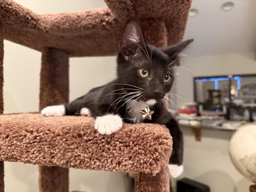ZUKO AVATAR - Domestic Short Hair / Tuxedo available for adoption