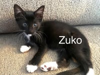 Zuko Avatar - Photo 4