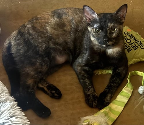 MONARCH BLOSSOM - Tortoiseshell / Domestic Short Hair available for adoption