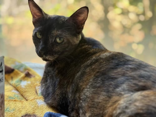 MONARCH BLOSSOM - Tortoiseshell / Domestic Short Hair available for adoption