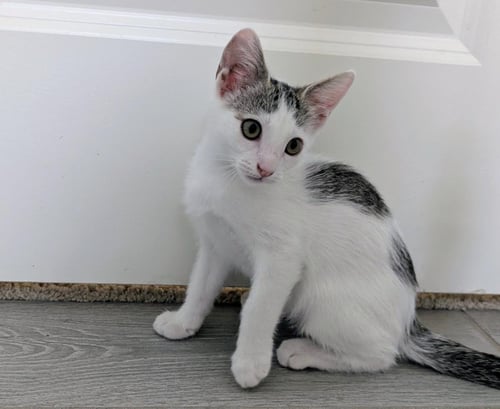 DOTTIE WHITE - Domestic Short Hair available for adoption