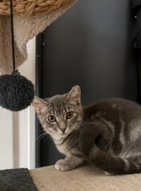 Crumpet Gray - Photo 2