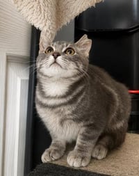 Crumpet Gray - Photo 3