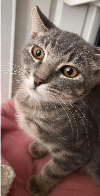 Crumpet Gray Image