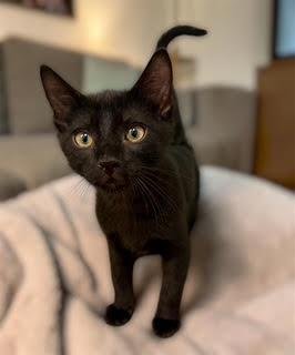 IVAN KOTENOK - Domestic Short Hair available for adoption