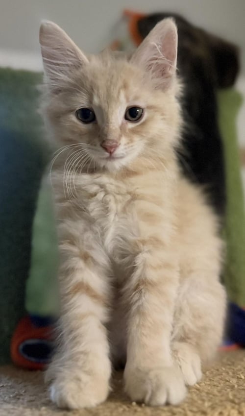 FUZZY-SMALLS VIOLA - Tabby / Domestic Long Hair available for adoption