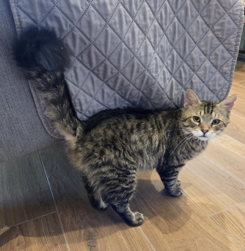 SKATER BOI - Domestic Medium Hair / Tabby available for adoption