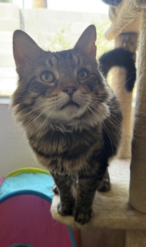 SKATER BOI - Domestic Medium Hair / Tabby available for adoption