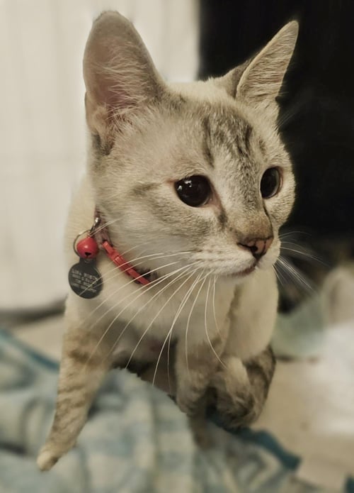 BERYL STREEP - Siamese / Domestic Short Hair available for adoption