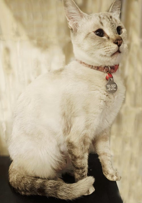 BERYL STREEP - Siamese / Domestic Short Hair available for adoption