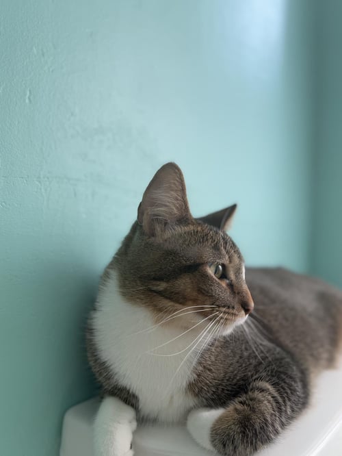 NOVA SWEETIES - Domestic Short Hair / Tabby available for adoption