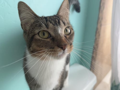 NOVA SWEETIES - Domestic Short Hair / Tabby for adoption in Chandler