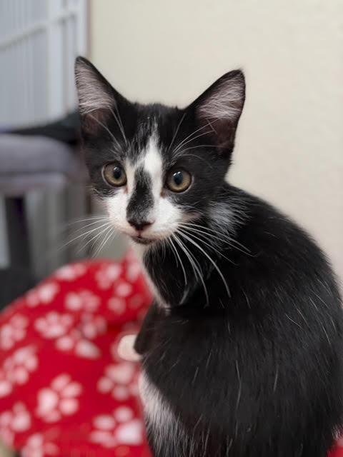 BORIS KOTENOK - Domestic Short Hair / Tuxedo available for adoption