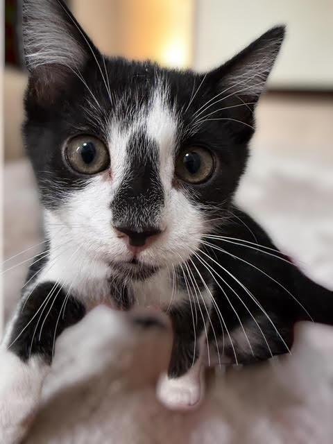 BORIS KOTENOK - Domestic Short Hair / Tuxedo available for adoption
