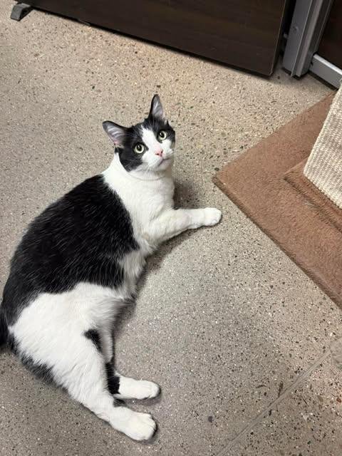 MAISIE MONA MAMA - Domestic Short Hair / Tuxedo available for adoption