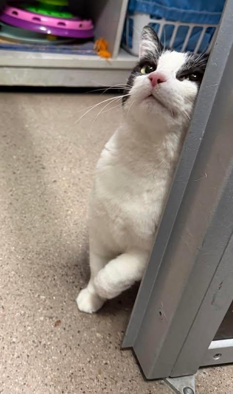 MAISIE MONA MAMA - Domestic Short Hair / Tuxedo available for adoption