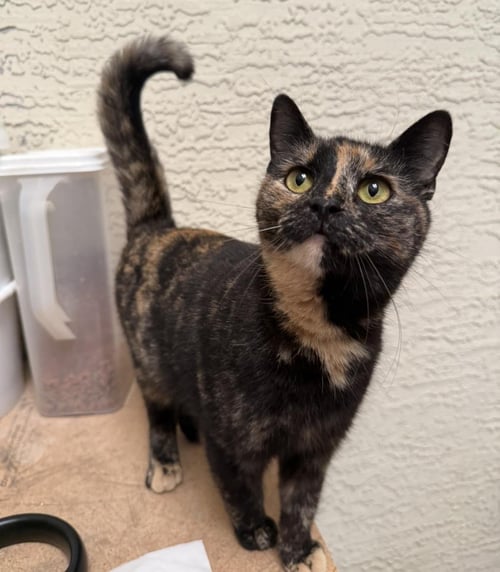 ATHENA MADISON - Domestic Short Hair / Tortoiseshell available for adoption