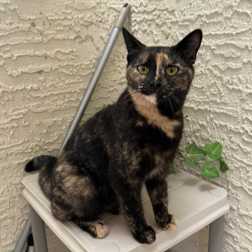 ATHENA MADISON - Domestic Short Hair / Tortoiseshell available for adoption