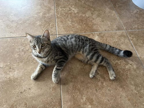 BLOSSOM POWERPUFF - Domestic Short Hair / Tabby for adoption in Chandler