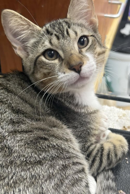 JOHN GERMANN - Domestic Short Hair / Tabby available for adoption