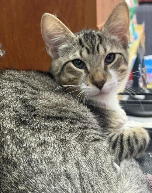 JOHN GERMANN - Domestic Short Hair / Tabby available for adoption