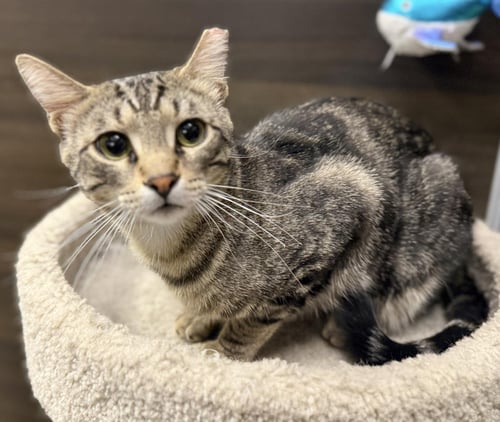 WOODY BOYD - Domestic Short Hair / Tabby available for adoption