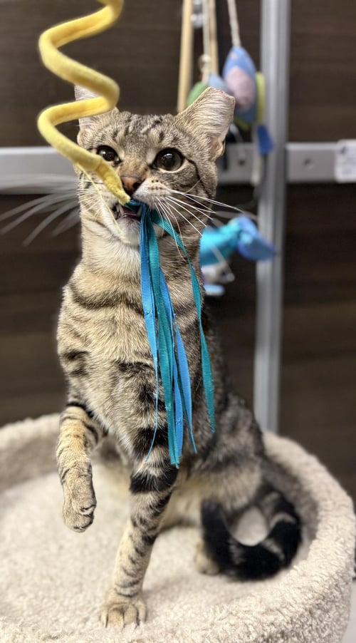 WOODY BOYD - Domestic Short Hair / Tabby available for adoption