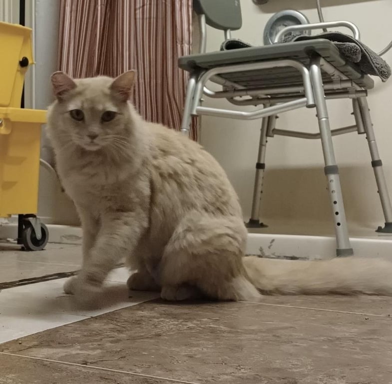 Custard Gingie Image