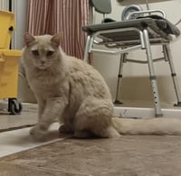 Custard Gingie - Photo 1