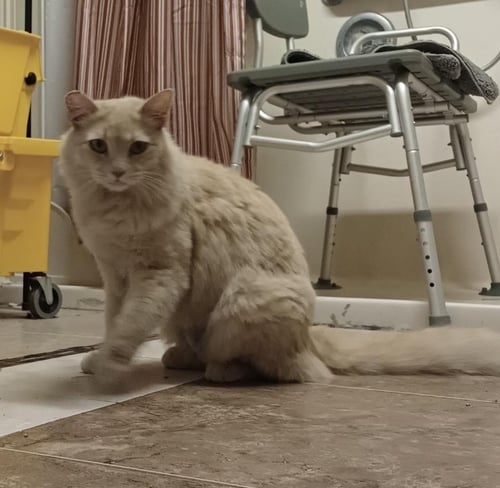 CUSTARD GINGIE - Domestic Medium Hair available for adoption