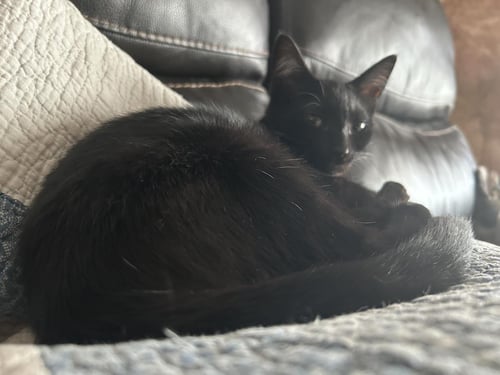 PORKIE PANCAKES - Domestic Short Hair available for adoption