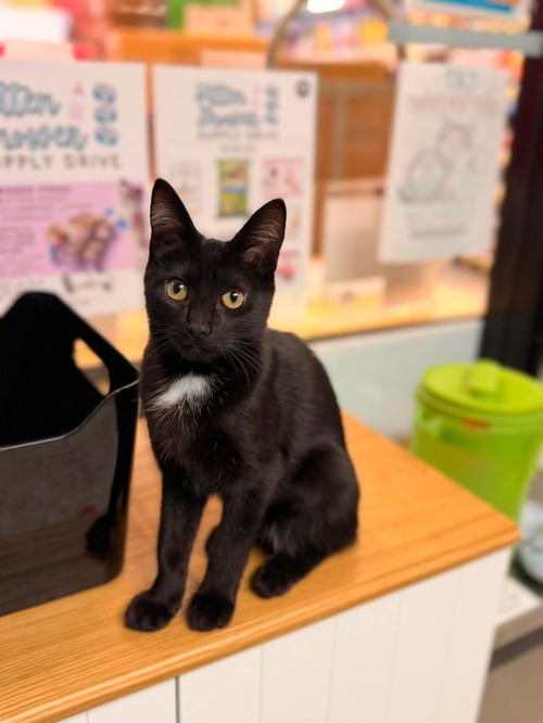 PORKIE PANCAKES - Domestic Short Hair available for adoption